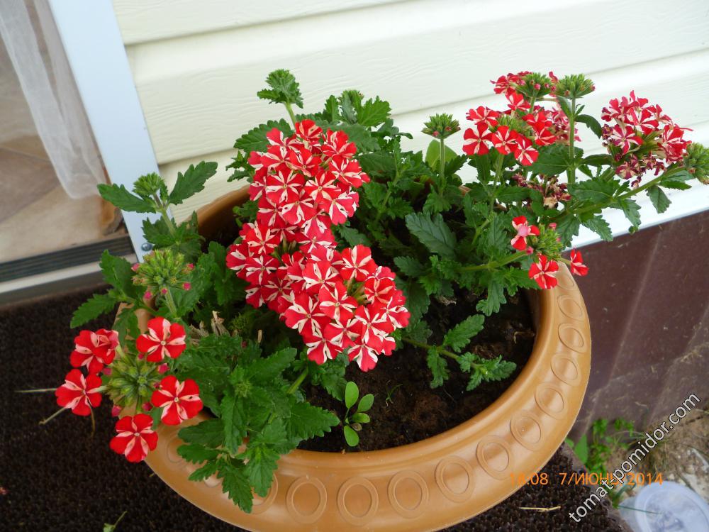 VERBENA 'Estrella Voodoo Star'