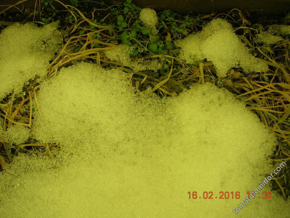 16 февраля - сидераты после зимы - зеленеют