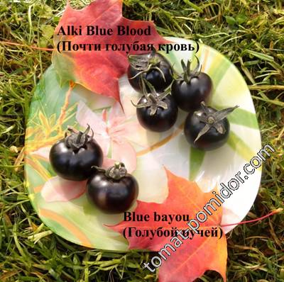 Alki Blue Blood (Почти голубая кровь), Blue bayou (Голубой ручей)