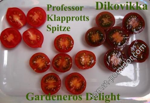 Dikovinka,Gardeneros Delight,Professor Klapprotts Spitze