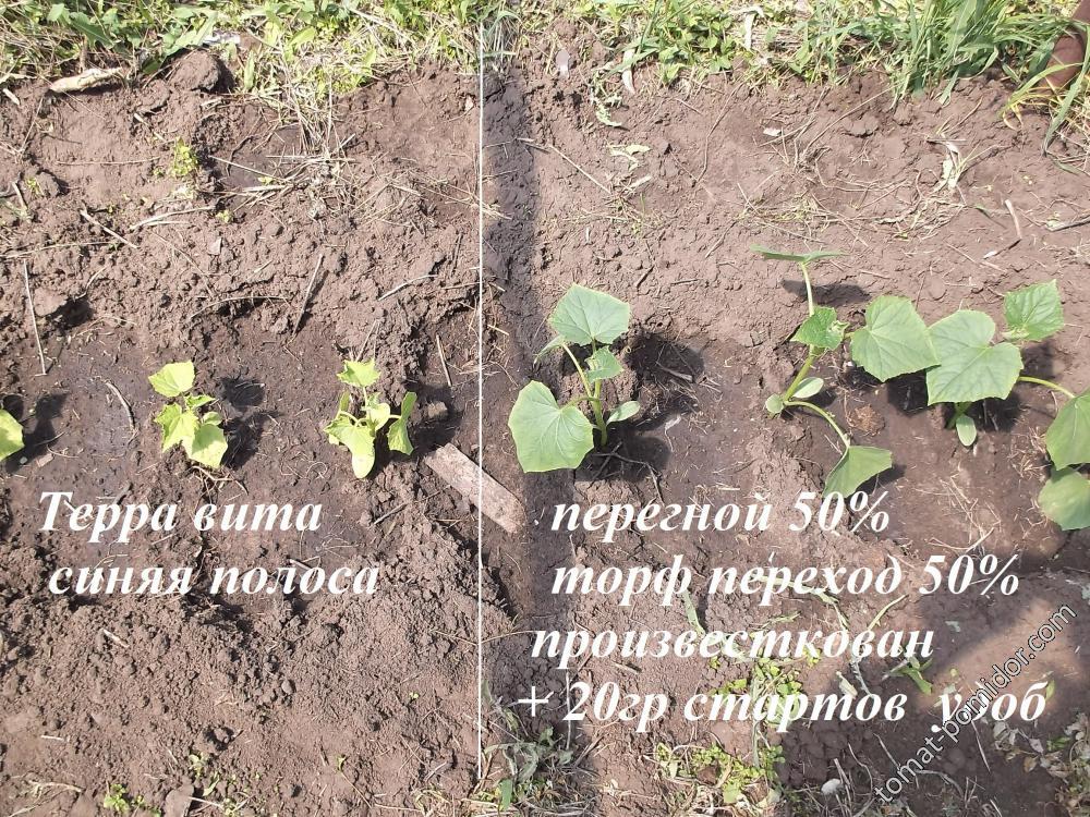 грунт для рассады огурца