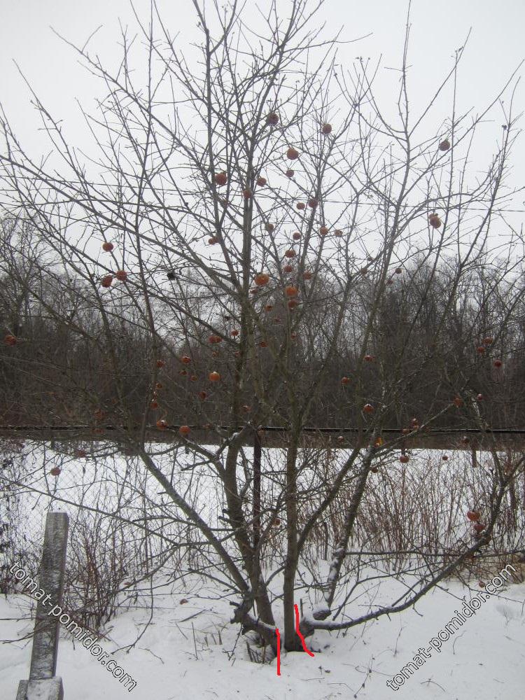 Яблоня зимняя для Катруси