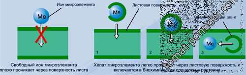 хелаты