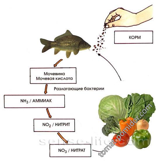 аквапоника