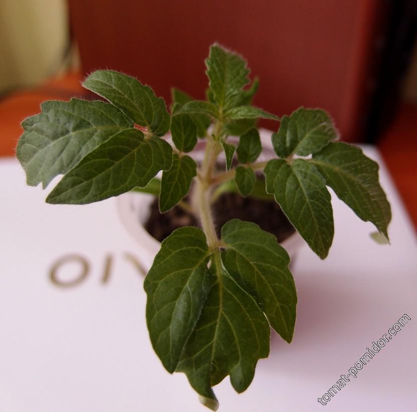 Dwarf Pink Passion