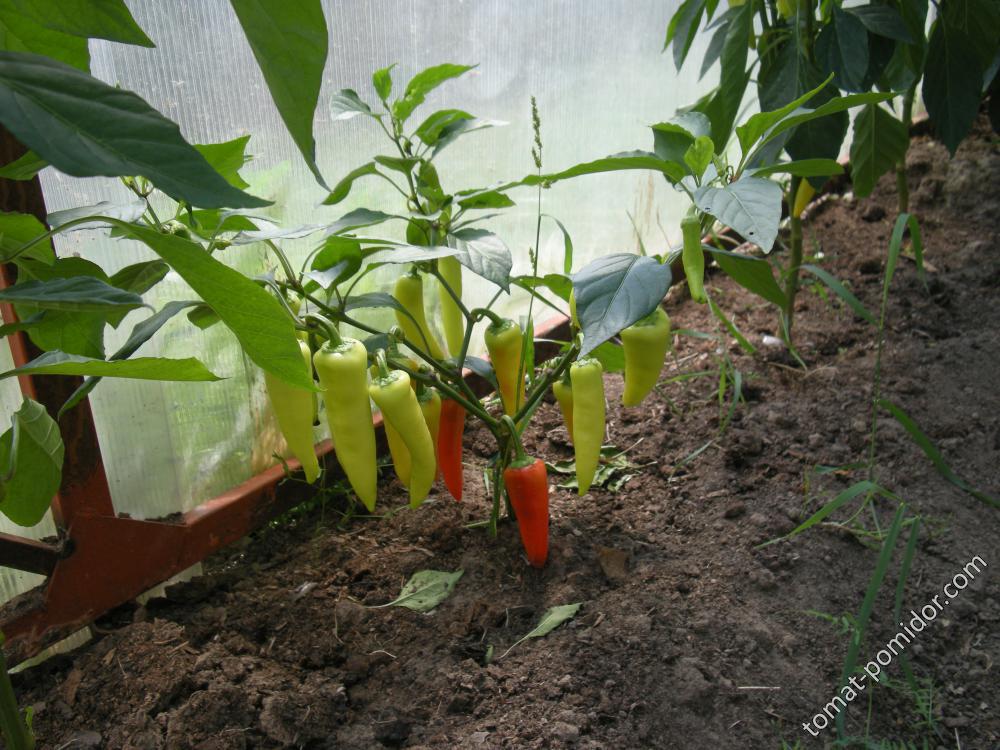 перец Сахарный рожок