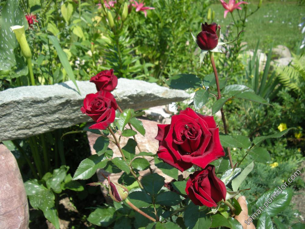 роза Black Baccara