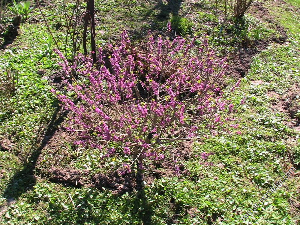 волчеягодник дикий цветет из леса весна