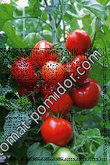 Семена томатов 2016