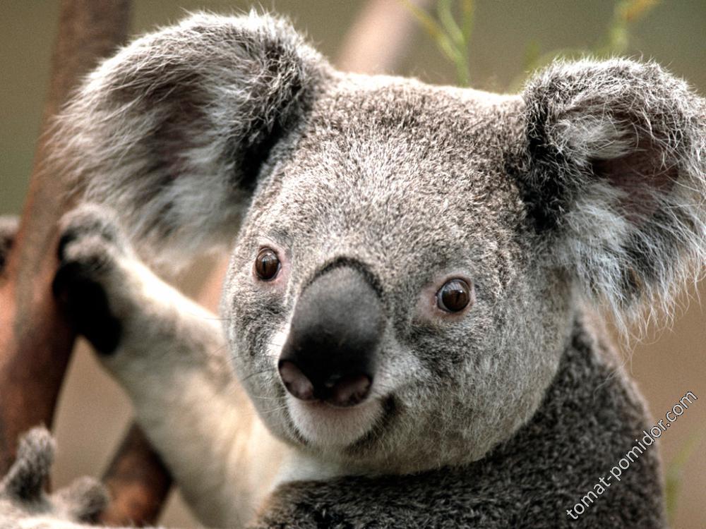коала