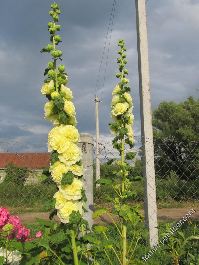 мальва Золотая королева