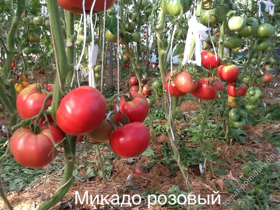 Микадо