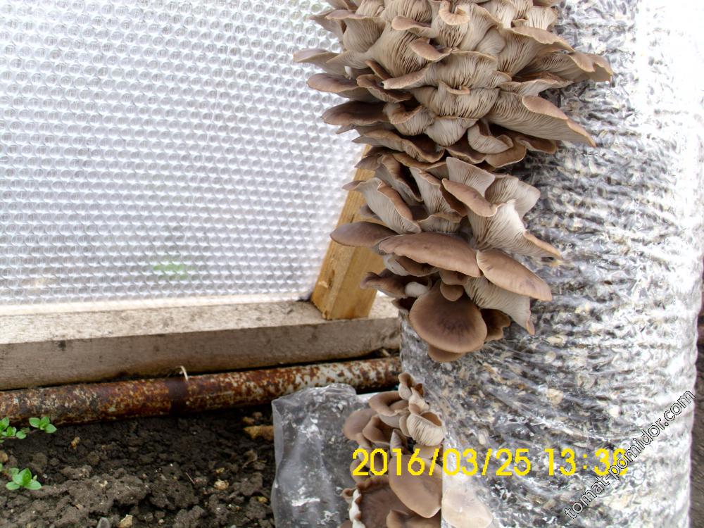 грибы на даче