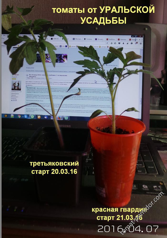 семена "уральской усадьбы" - третьяковский и красная гвардия