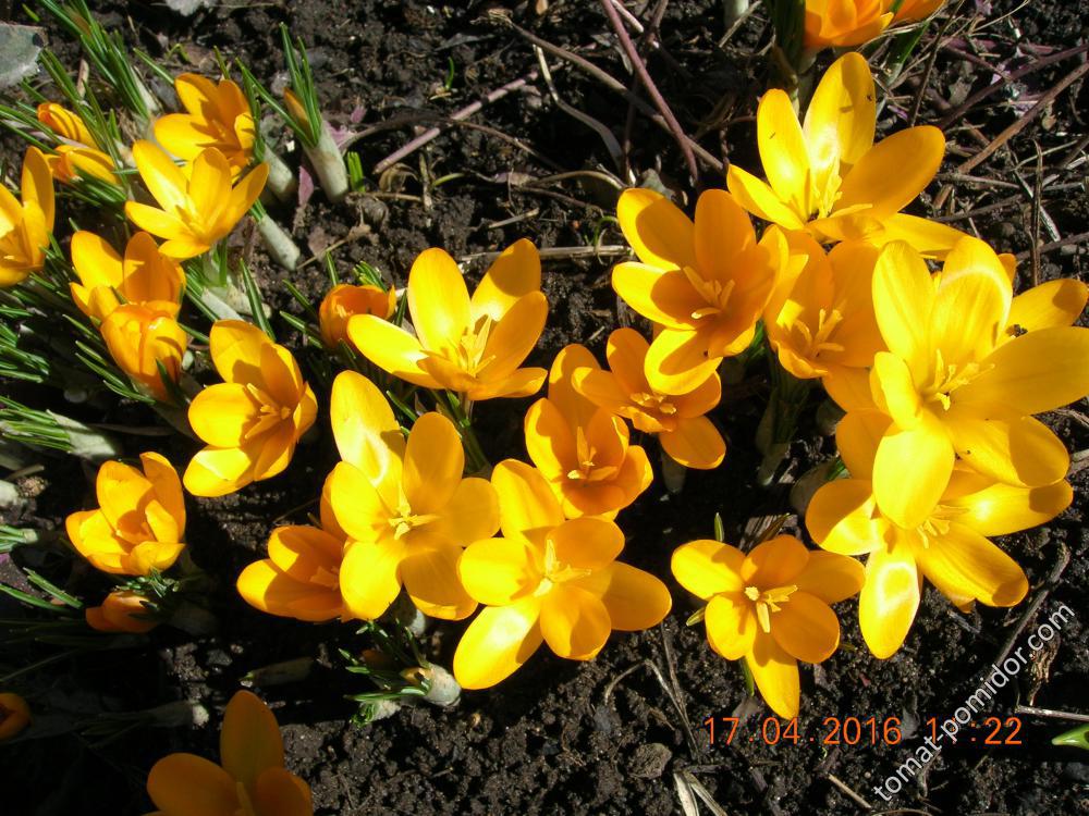 17 апреля - цветуёчки
