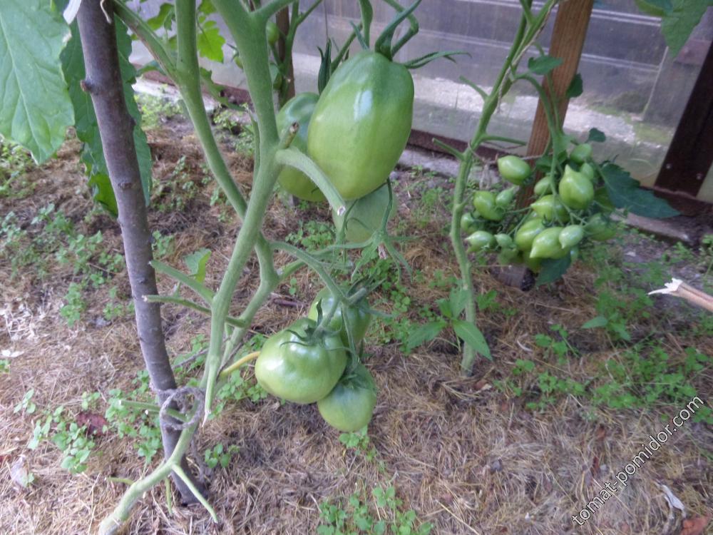 томат без точки роста