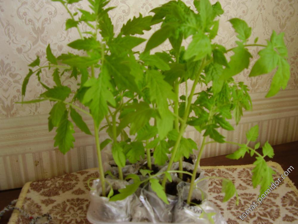 слабенькие