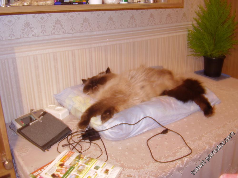 кот