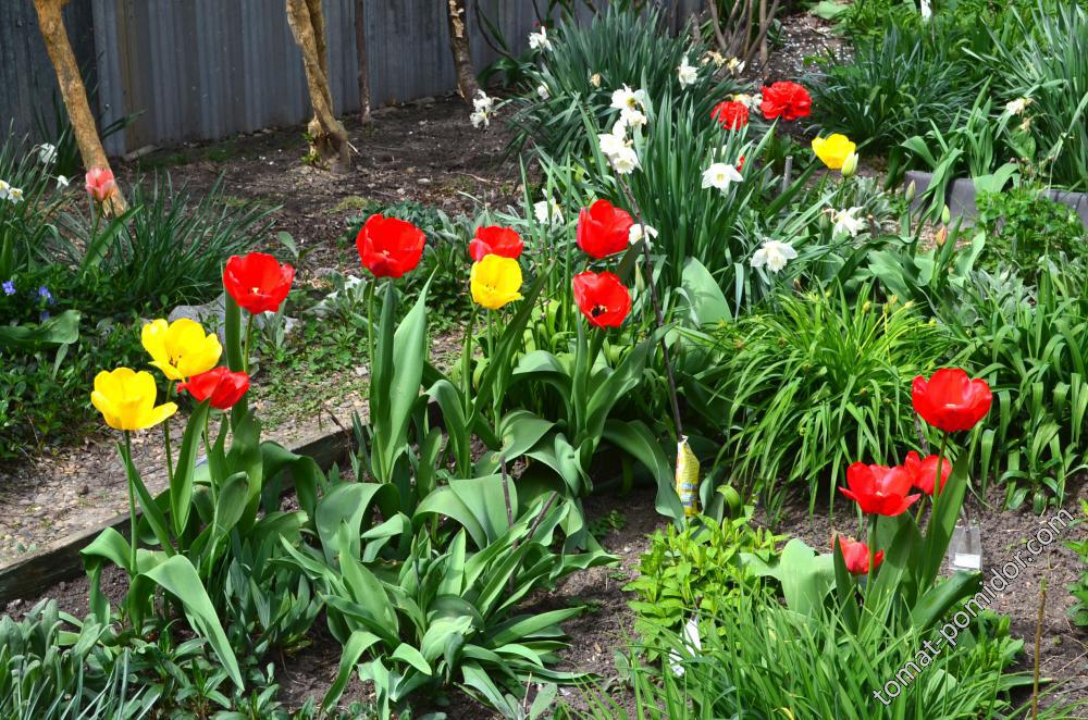 цветут тюльпаны и нарциссы 10 апреля 2016г.