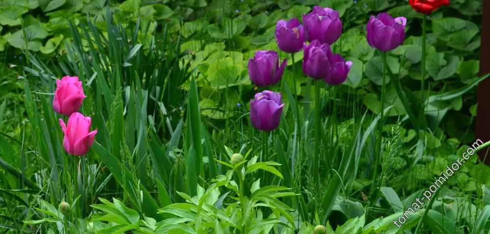 Фиолетовые и розовые тюльпаны 21 апреля 2016г