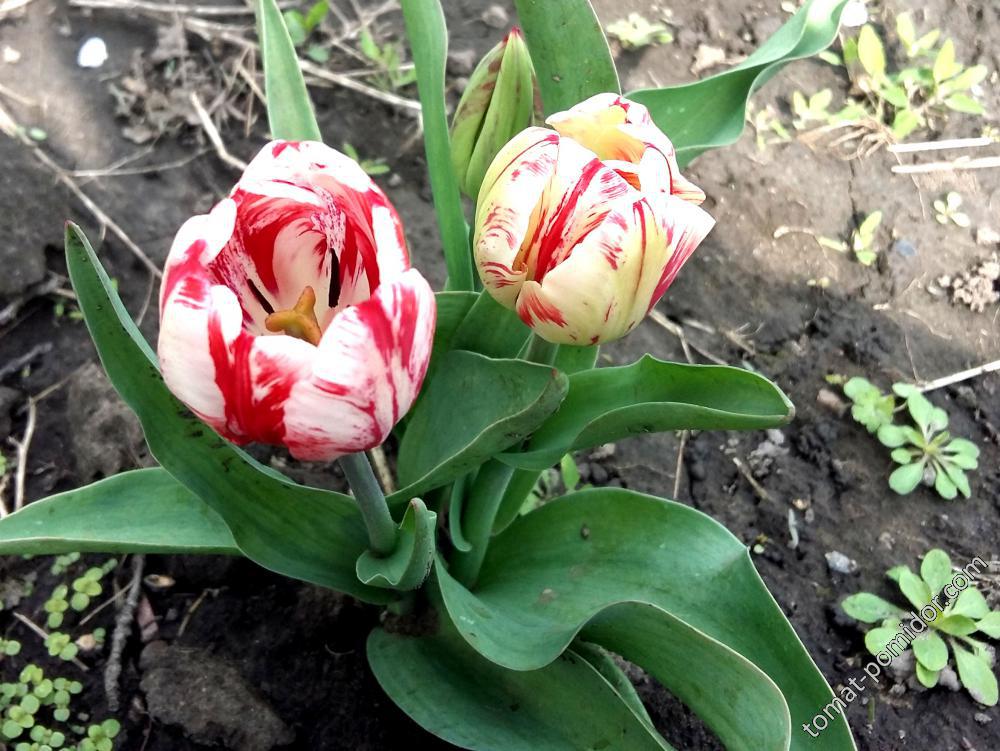 тюльпаны