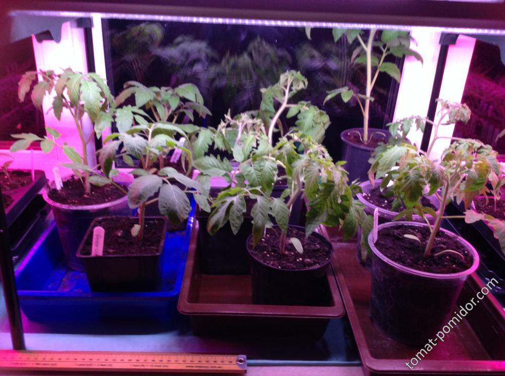 Пять контрольных томатов (справа) после 24 часов в теплице при низких температурах