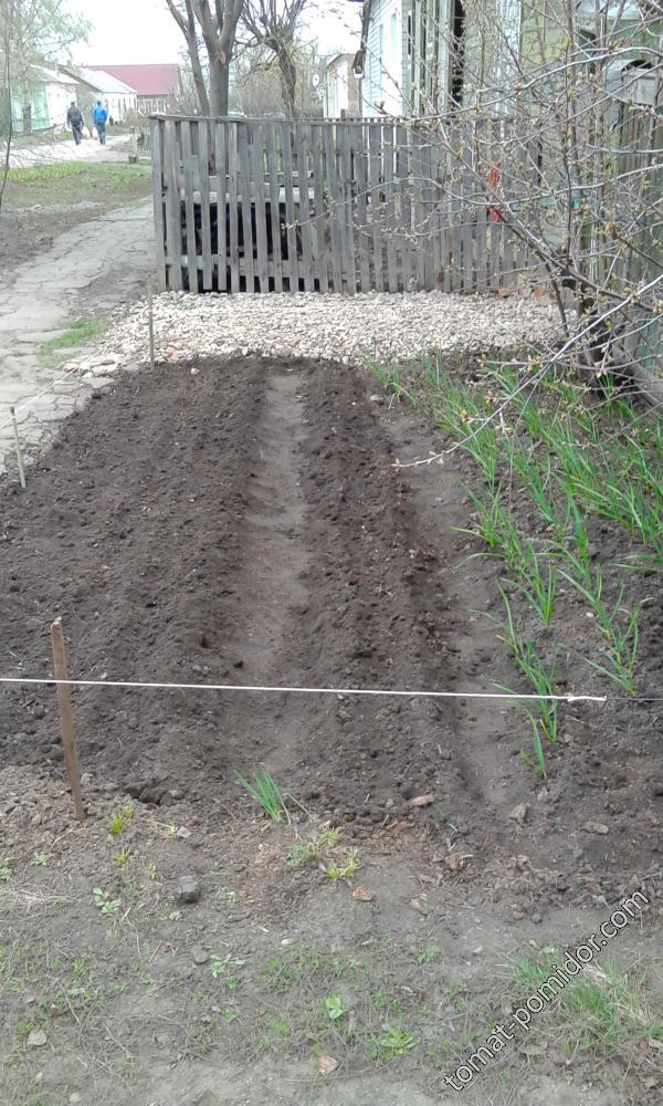 Вишня зацветает, натянули проволоку типа ограды