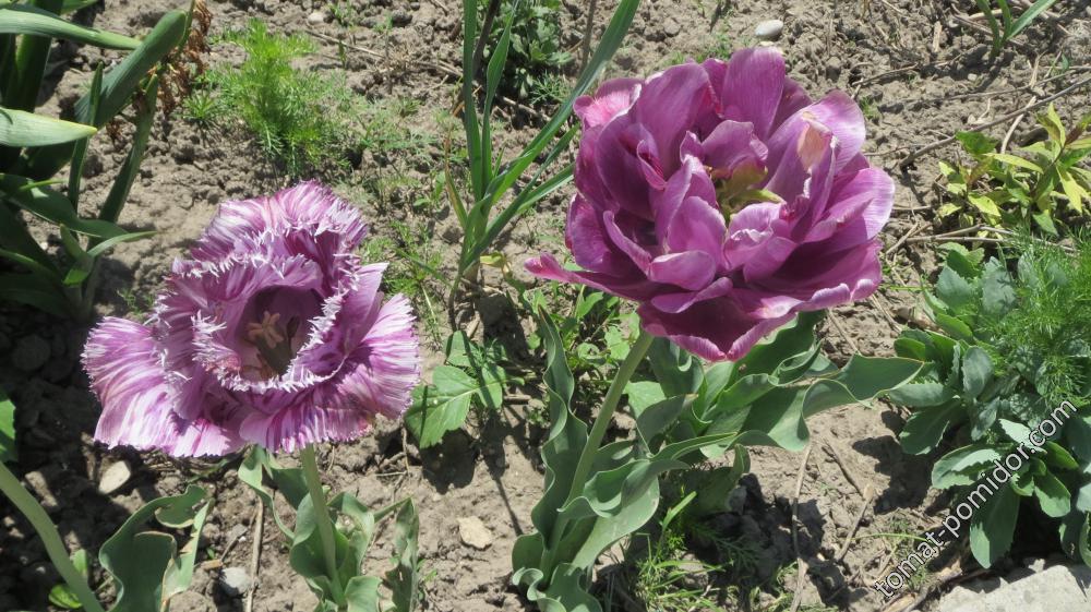 Новые тюльпаны, отцветают