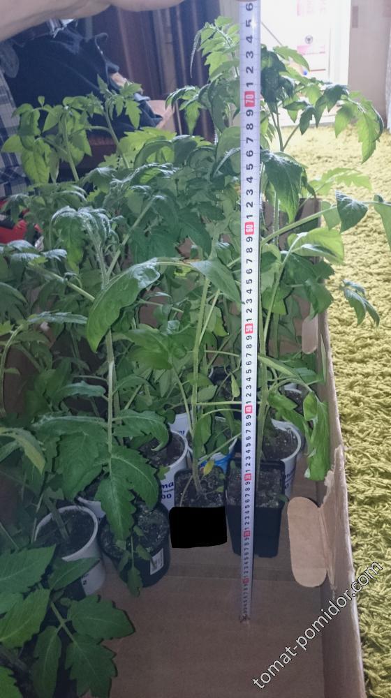 Рассада томатов 28.04.16г. перед высадкой =70 см. (посев 13 марта)