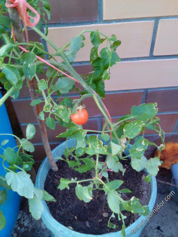 Первый помидорка
