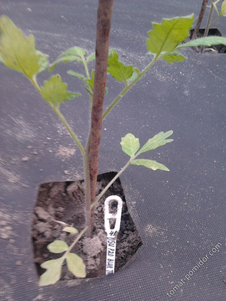 OSU P-20 BLUE TOMATE