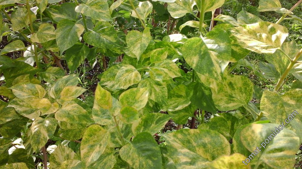 Сирень Аукубофолия  листва
