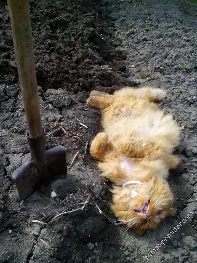 Примерно так выглядит огородник в мае в конце трудового дня:)))