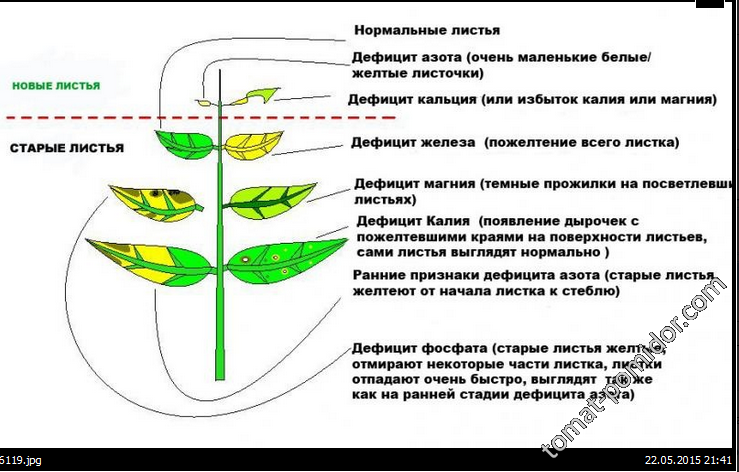 листья желтые...