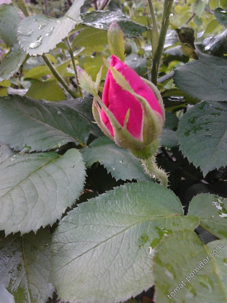 Ранняя роза (садово-парковая)