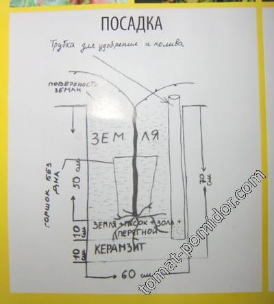 Схема посадки винограда