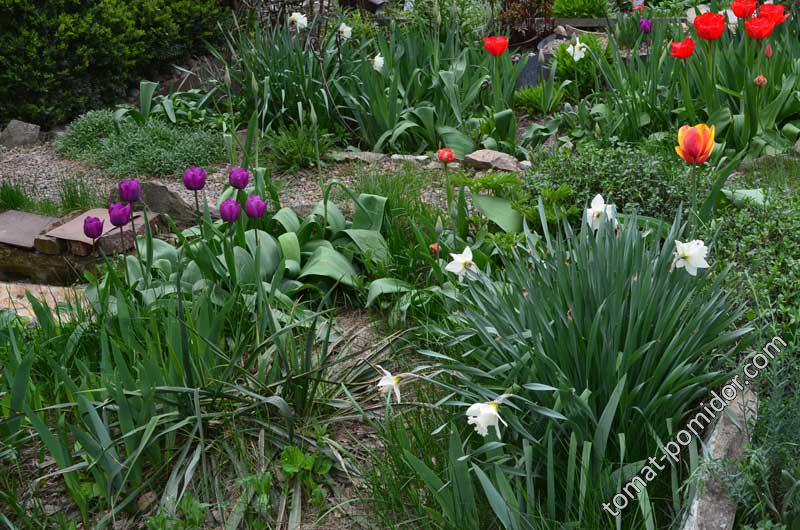 апрельские фотки тюльпаны, нарциссы