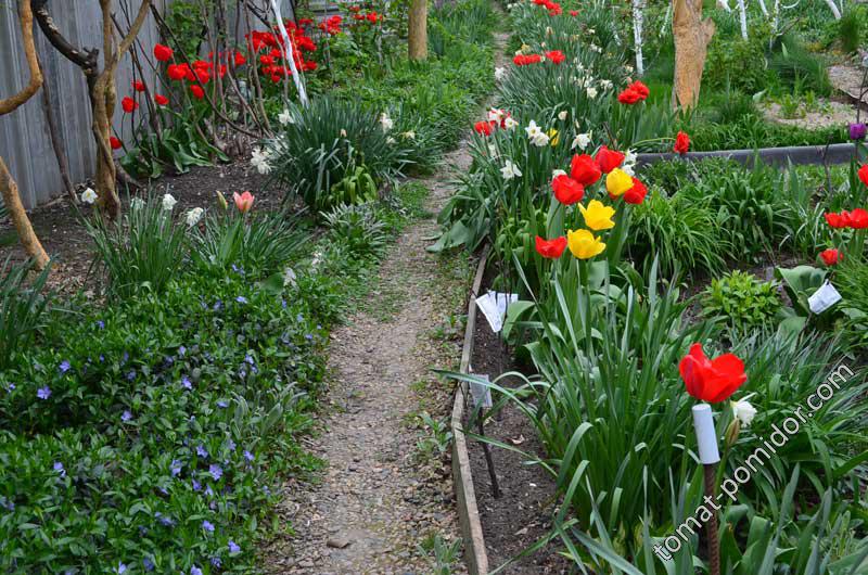 апрельские фотки: тюльпаны, барвинок, нарциссы