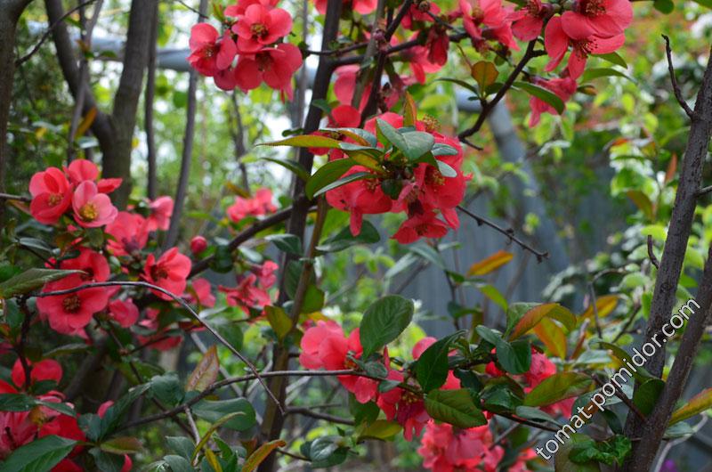 цветёт-японская-айва, апрельские фотки