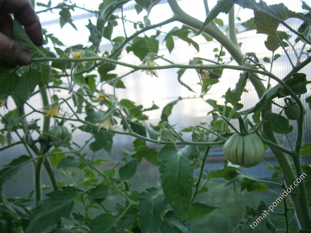 Costoluto fiorentino sel. canestrino di Lucca от Виталия Nimoff