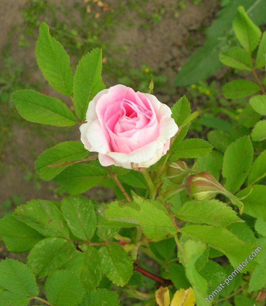 Канадская парковая роза