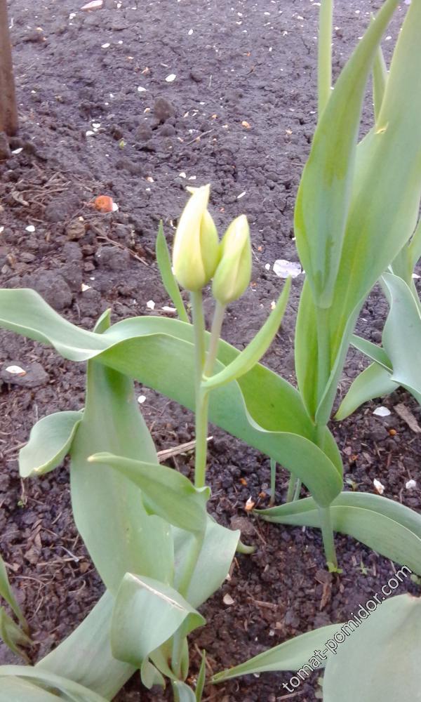Тюльпан в мае