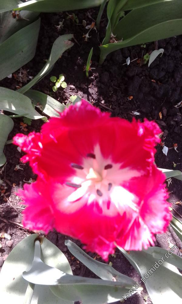 Тюльпан в мае