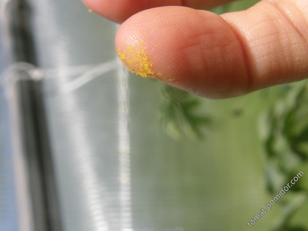 Пыльца арбуза