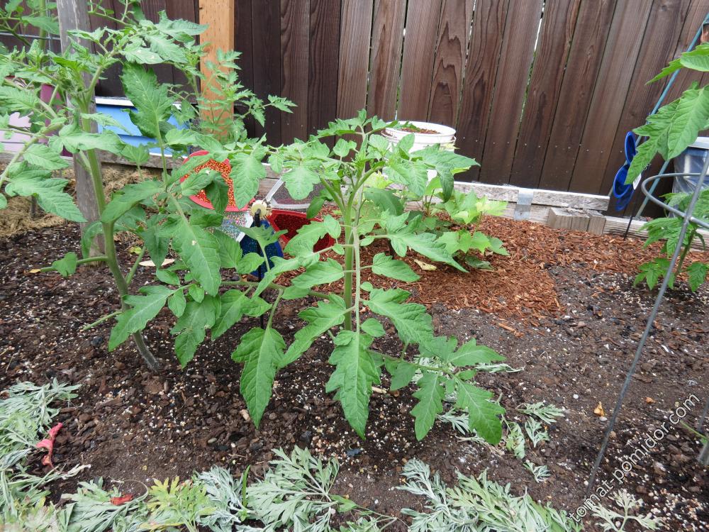 Dana&#039;s Dusky Rose
