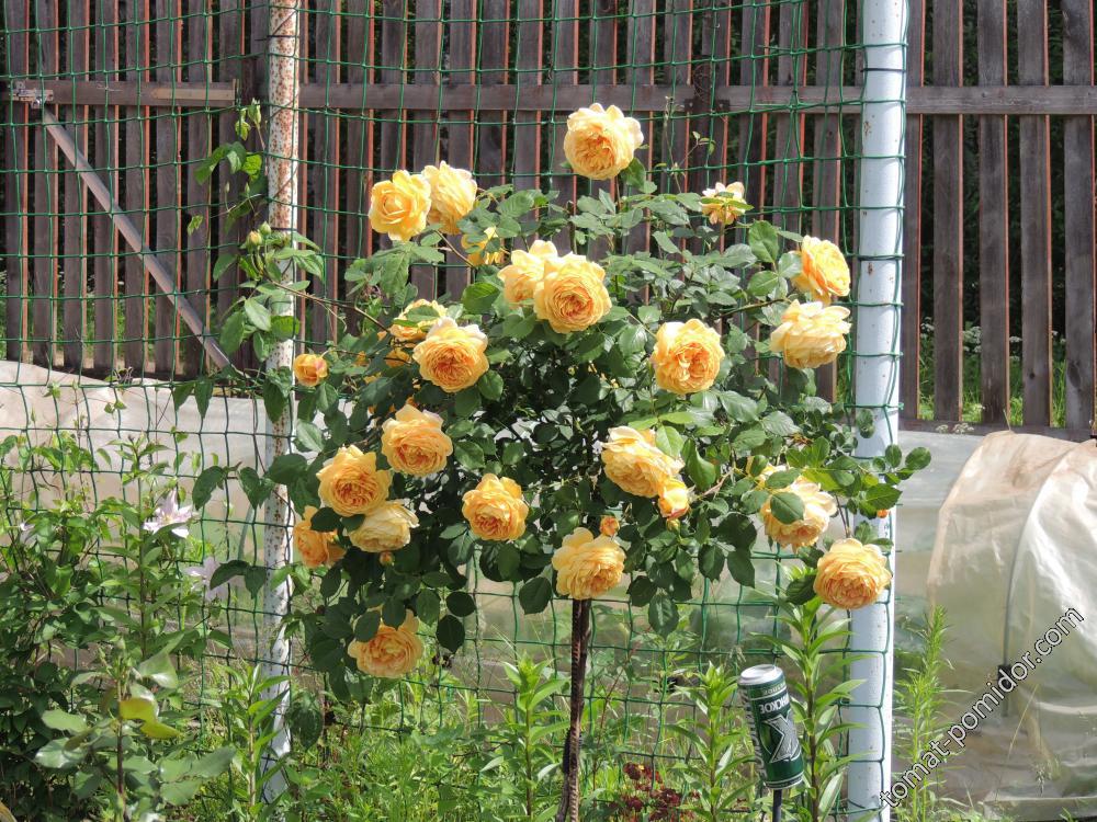 Штамбовая роза Golden Celebration