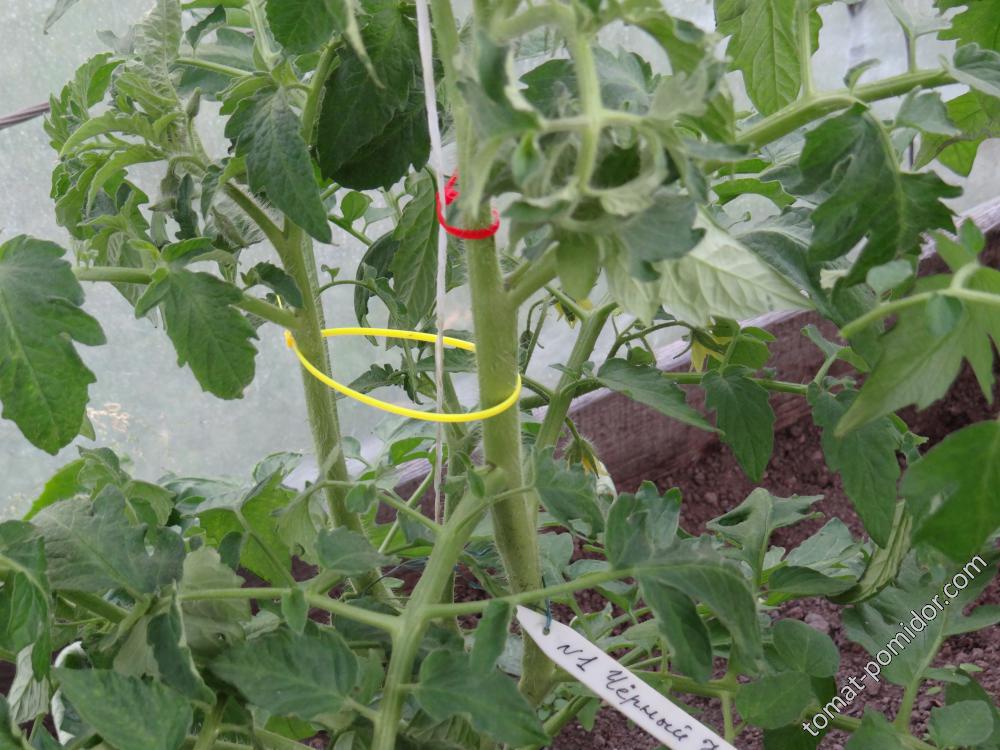 Приспособление для подвязки томатов