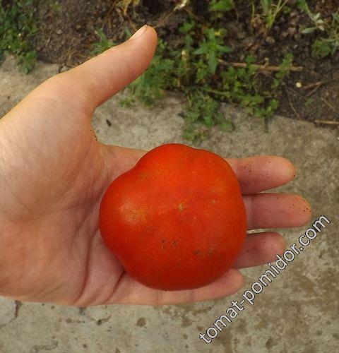 первый томат в ОГ