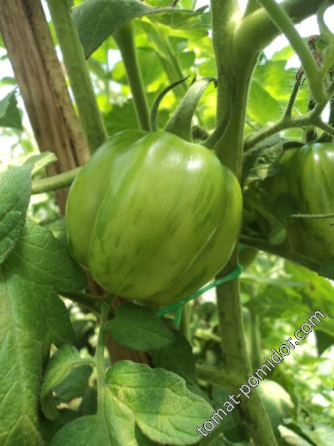 Перцевидный Tomato Pepper Striped Stuffer