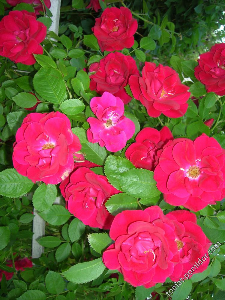 23 июня - розы